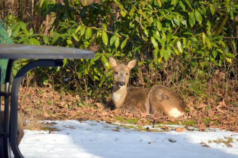 Reh zu Gast im Garten