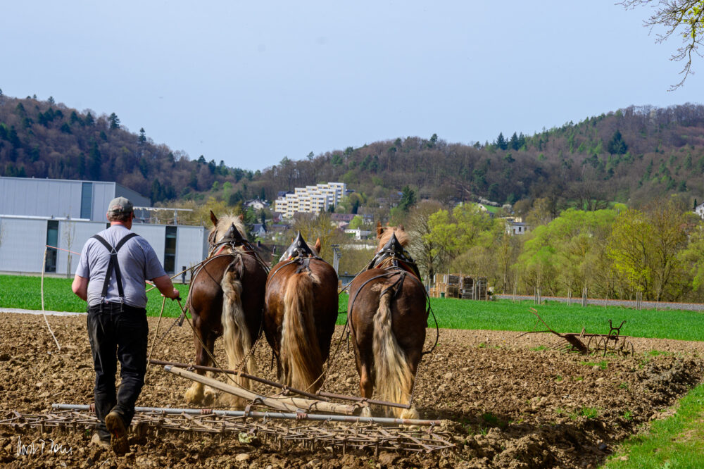 Im Märzen der Bauer... Bauer eggt das Fald mit drei Pferden.