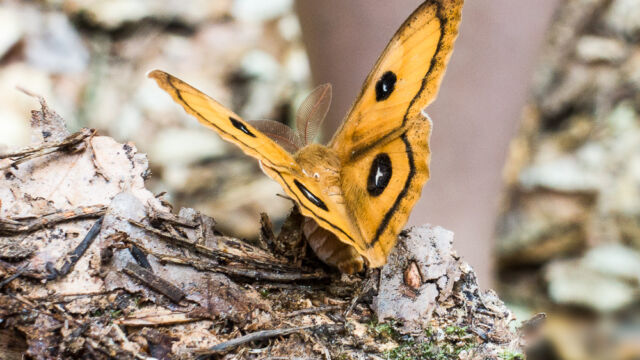 Jemand entpuppt sich... Jemand entpuppt sich...