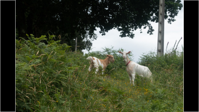 Zuschauer am Weg Zuschauer am Weg