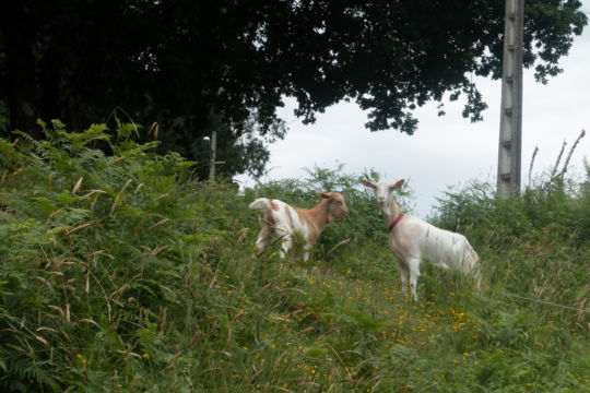 Zuschauer am Weg Zuschauer am Weg