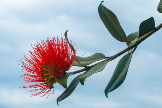 Blume am Weg Blume am Weg