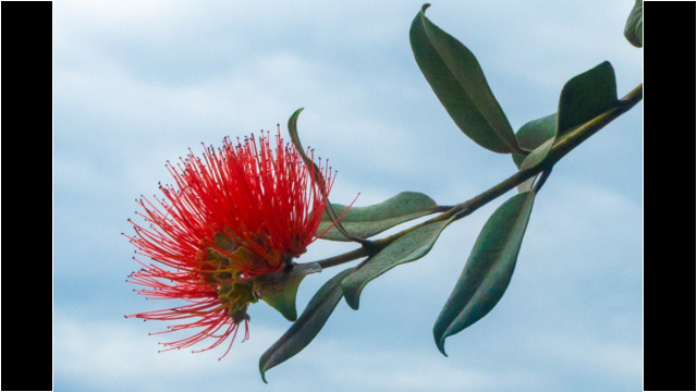 Blume am Weg Blume am Weg