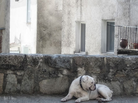 Hund auf Korsika