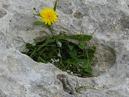 Bricht aus dem Fels (Malta)