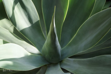 Agave