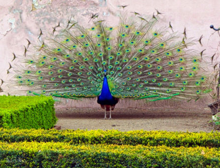 Pfau in Prag