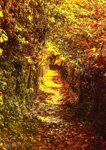 Herbstspaziergang