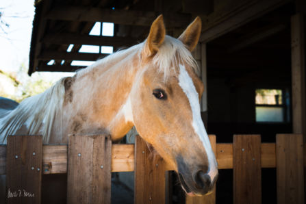 Pferd im Odenwald