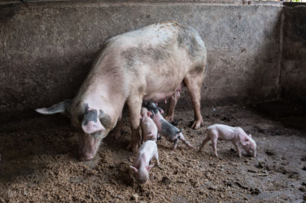 Schweine in Ghana