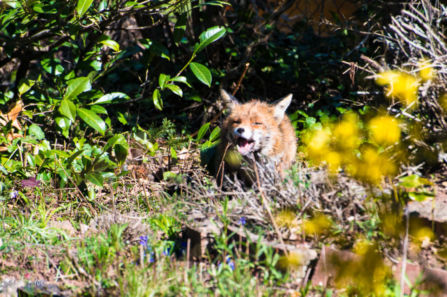 Besuch in unserem Garten