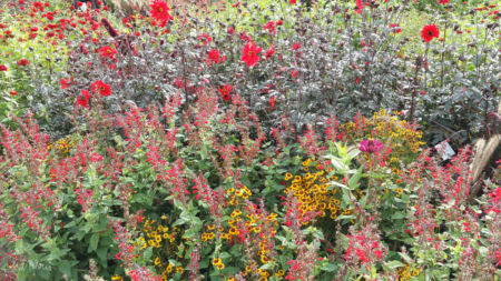 Blumenfeld auf der Landesgartenschau