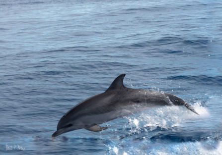Delfin vor Gomera